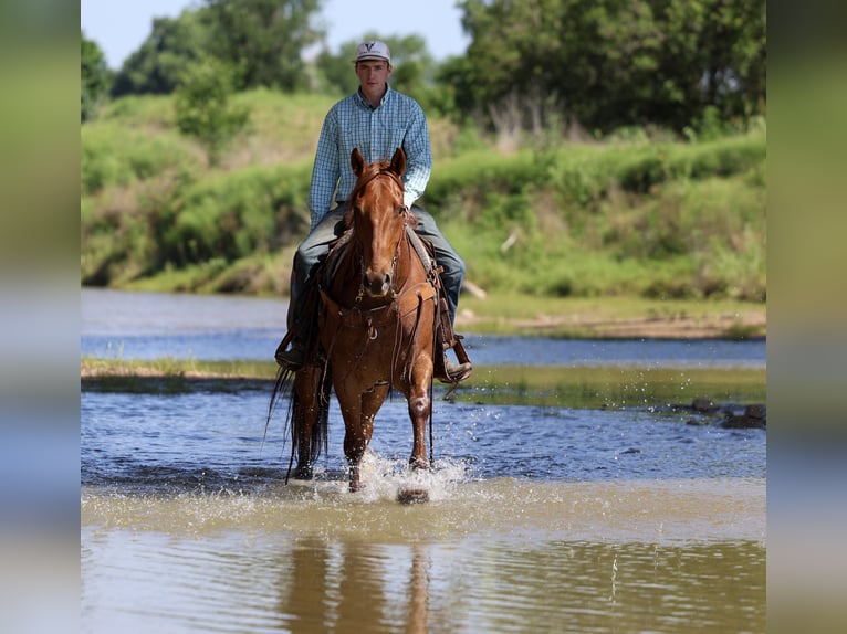 American Quarter Horse Ruin 7 Jaar Roan-Red in Stephenville