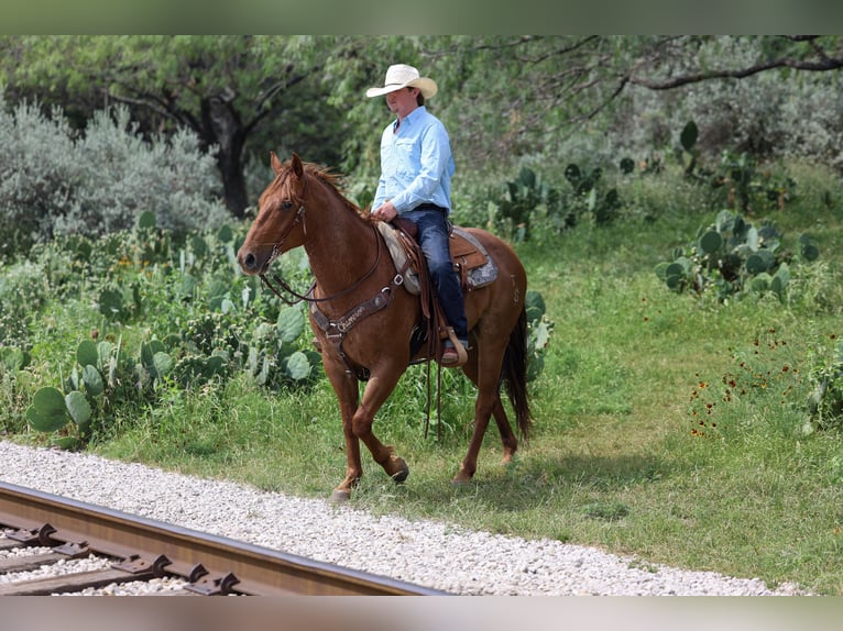 American Quarter Horse Ruin 7 Jaar Roan-Red in Stephenville