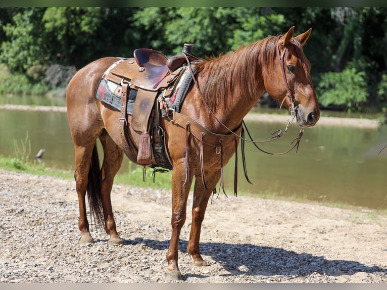 American Quarter Horse Ruin 7 Jaar Roan-Red in Stephenville