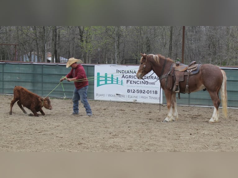 American Quarter Horse Ruin 7 Jaar Roan-Red in Mount Vernon KY