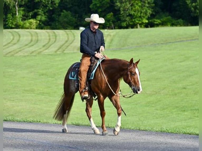 American Quarter Horse Ruin 7 Jaar Roan-Red in Jackson, OH