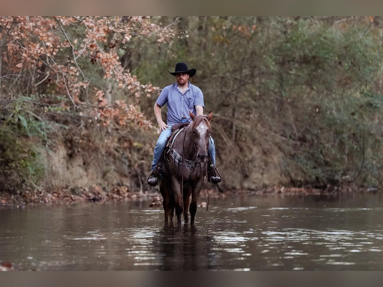 American Quarter Horse Ruin 7 Jaar Roan-Red in Santa Fe, TN