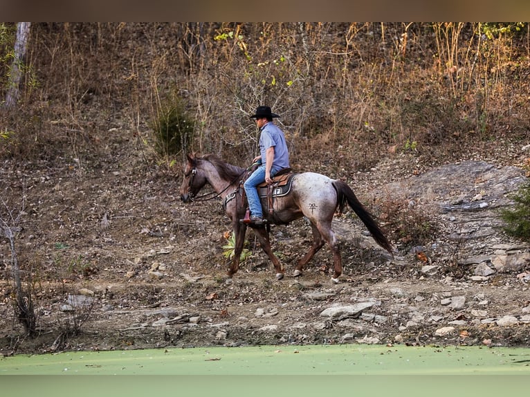 American Quarter Horse Ruin 7 Jaar Roan-Red in Santa Fe, TN