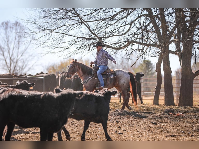 American Quarter Horse Ruin 7 Jaar Roan-Red in Santa Fe, TN