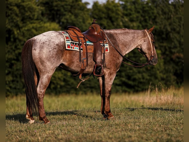 American Quarter Horse Ruin 7 Jaar Roan-Red in Santa Fe, TN