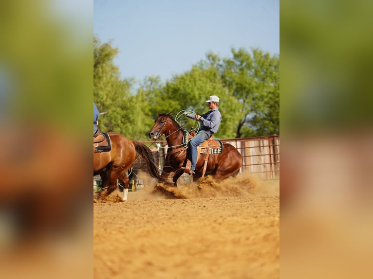American Quarter Horse Ruin 7 Jaar Roodbruin in Waco