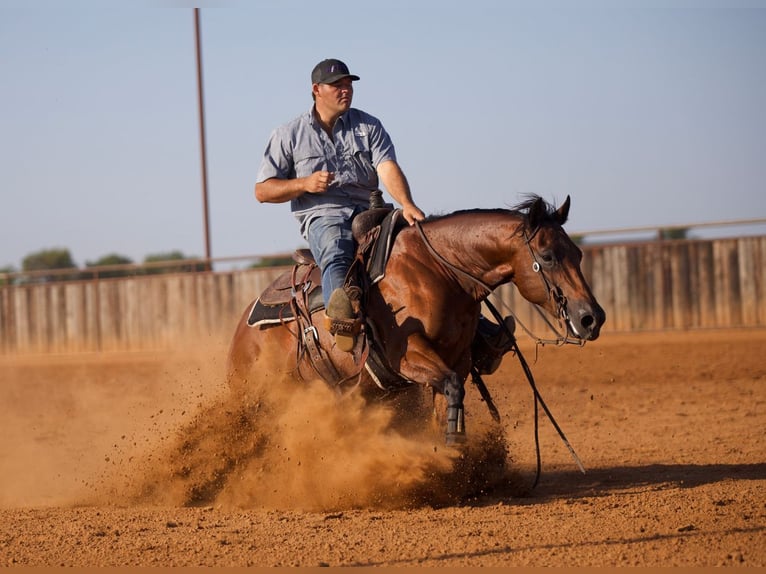 American Quarter Horse Ruin 7 Jaar Roodbruin in Waco