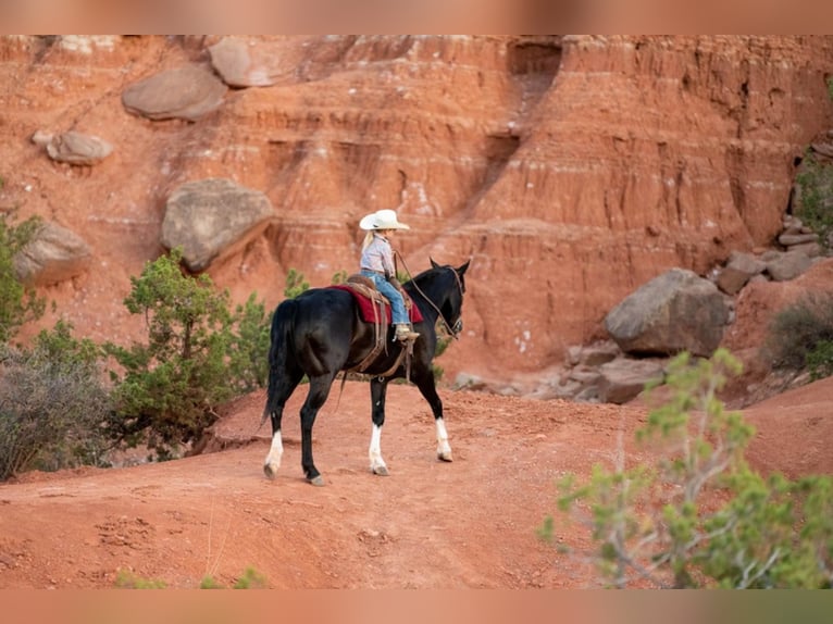 American Quarter Horse Ruin 7 Jaar Roodbruin in Canyon TX