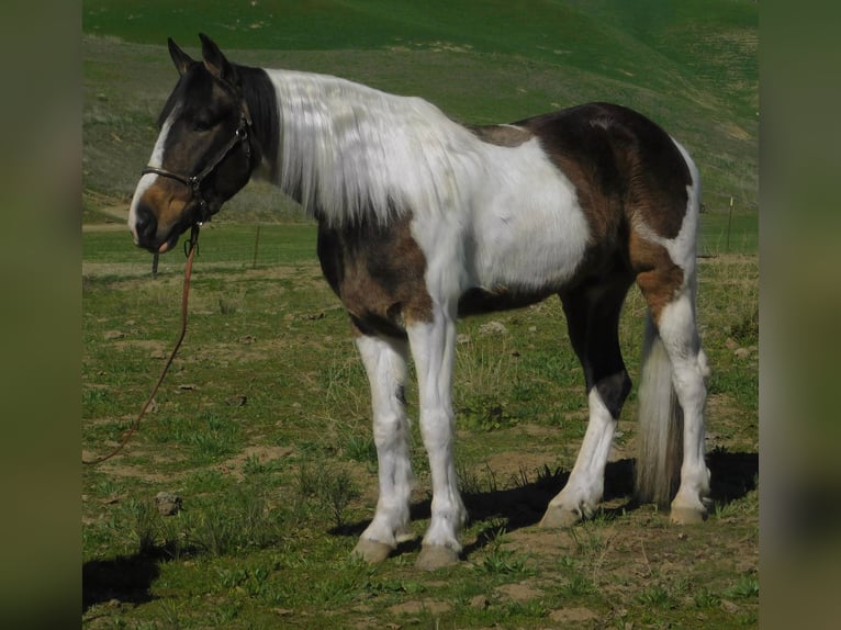 American Quarter Horse Ruin 7 Jaar Roodbruin in Paicines CA