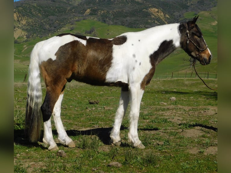 American Quarter Horse Ruin 7 Jaar Roodbruin in Paicines CA