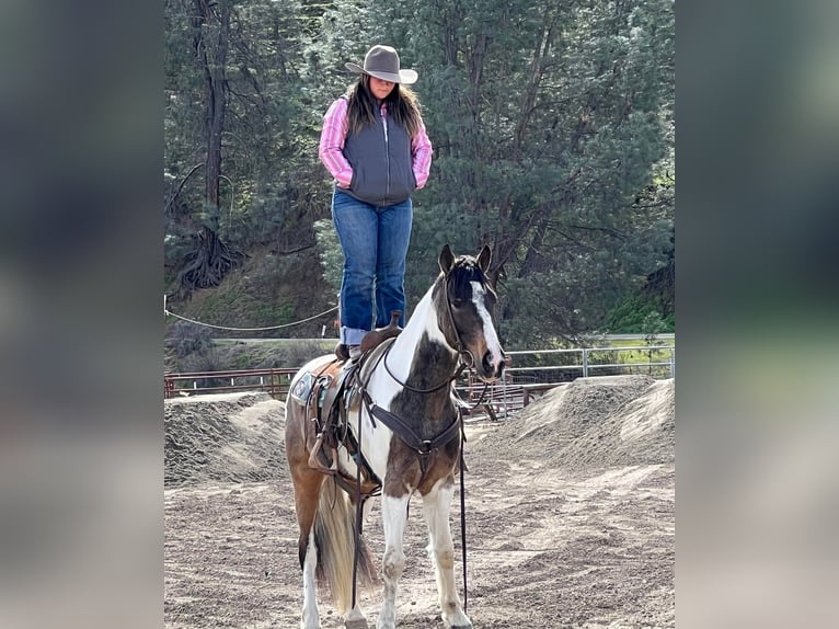 American Quarter Horse Ruin 7 Jaar Roodbruin in Paicines CA