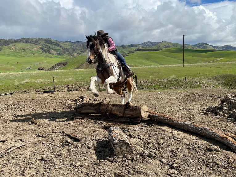 American Quarter Horse Ruin 7 Jaar Roodbruin in Paicines CA