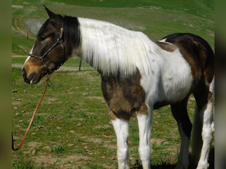 American Quarter Horse Ruin 7 Jaar Roodbruin in Paicines CA