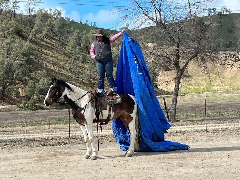 American Quarter Horse Ruin 7 Jaar Roodbruin in Paicines CA