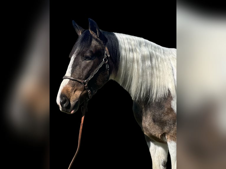 American Quarter Horse Ruin 7 Jaar Roodbruin in Paicines CA