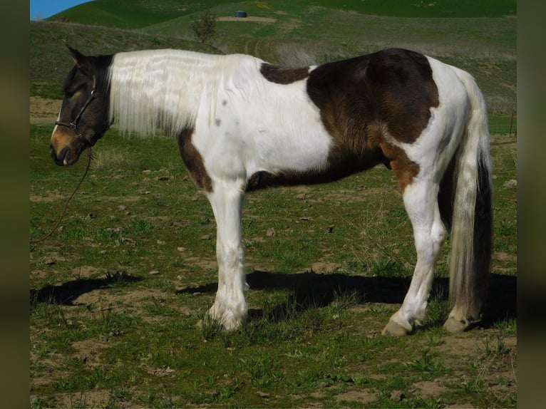 American Quarter Horse Ruin 7 Jaar Roodbruin in Paicines CA