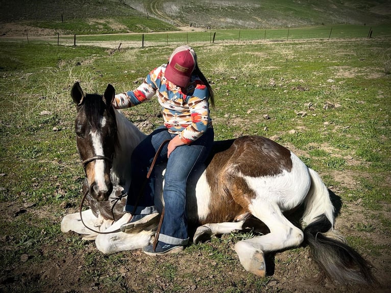 American Quarter Horse Ruin 7 Jaar Roodbruin in Paicines CA