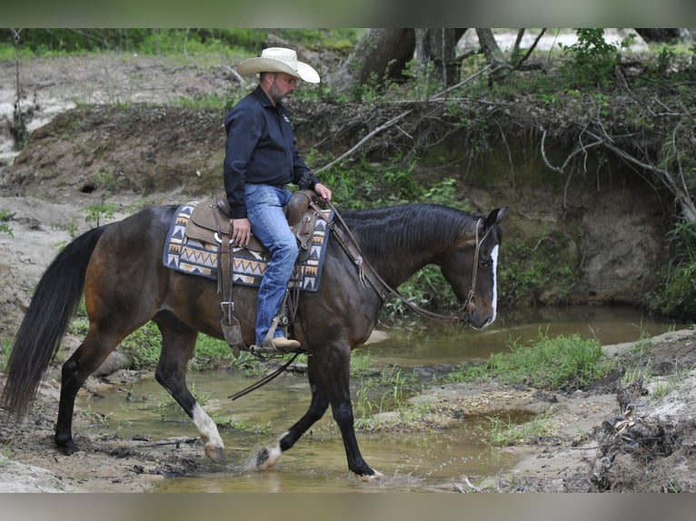 American Quarter Horse Ruin 7 Jaar Roodbruin in Amory