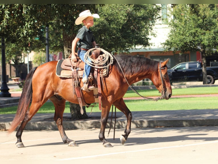 American Quarter Horse Mix Ruin 7 Jaar Roodbruin in De Kalb