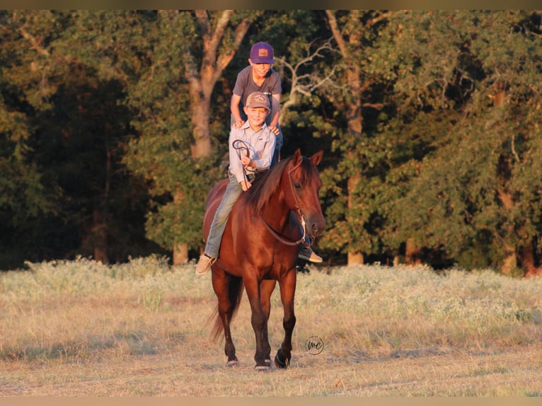American Quarter Horse Mix Ruin 7 Jaar Roodbruin in De Kalb