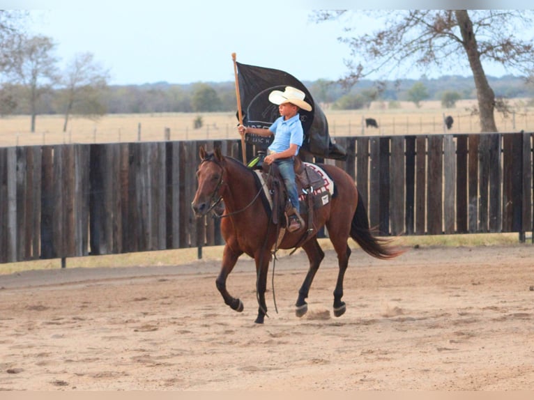 American Quarter Horse Mix Ruin 7 Jaar Roodbruin in De Kalb
