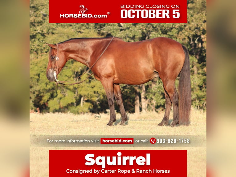 American Quarter Horse Mix Ruin 7 Jaar Roodbruin in De Kalb
