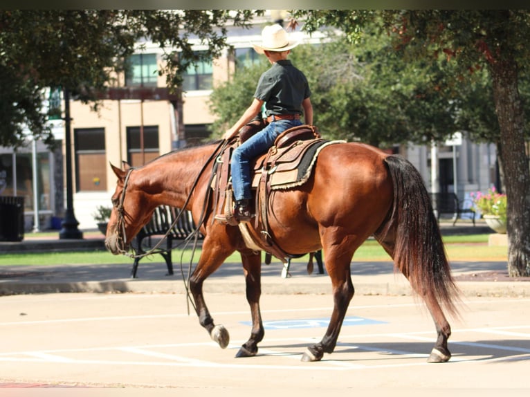 American Quarter Horse Mix Ruin 7 Jaar Roodbruin in De Kalb
