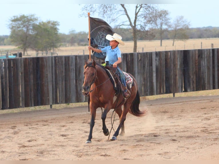 American Quarter Horse Mix Ruin 7 Jaar Roodbruin in De Kalb
