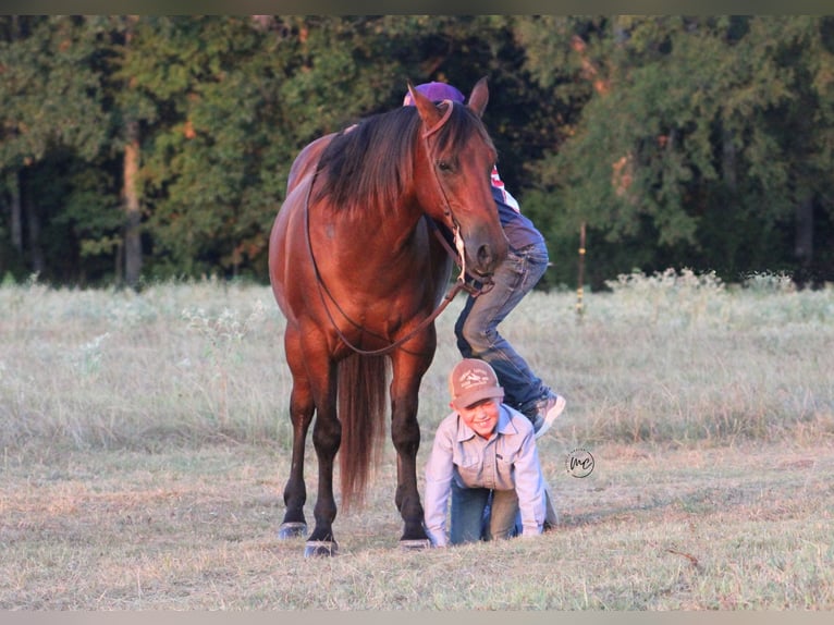 American Quarter Horse Mix Ruin 7 Jaar Roodbruin in De Kalb