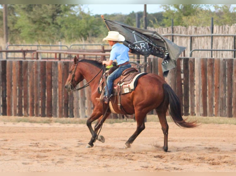 American Quarter Horse Mix Ruin 7 Jaar Roodbruin in De Kalb
