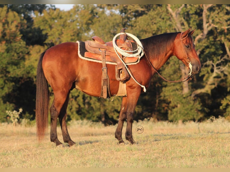 American Quarter Horse Mix Ruin 7 Jaar Roodbruin in De Kalb