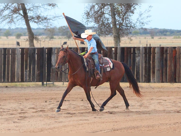 American Quarter Horse Mix Ruin 7 Jaar Roodbruin in De Kalb