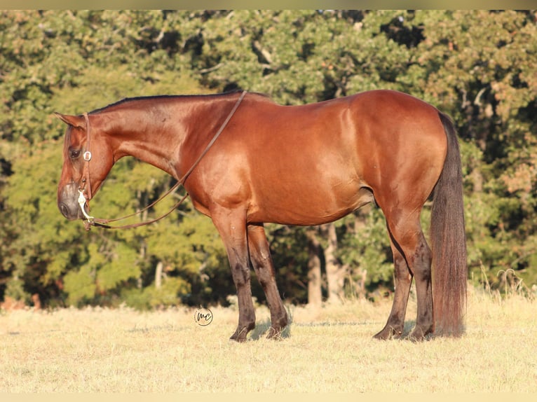 American Quarter Horse Mix Ruin 7 Jaar Roodbruin in De Kalb