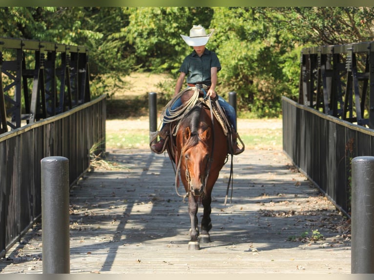 American Quarter Horse Mix Ruin 7 Jaar Roodbruin in De Kalb