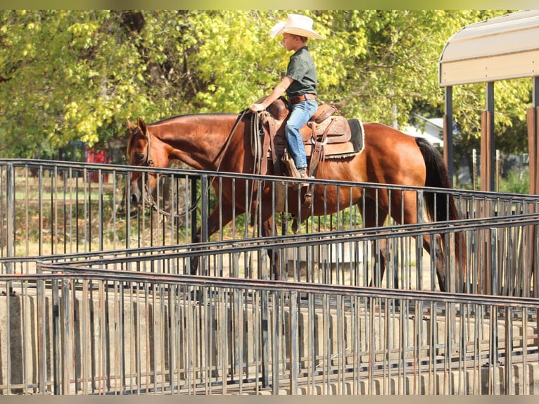 American Quarter Horse Mix Ruin 7 Jaar Roodbruin in De Kalb
