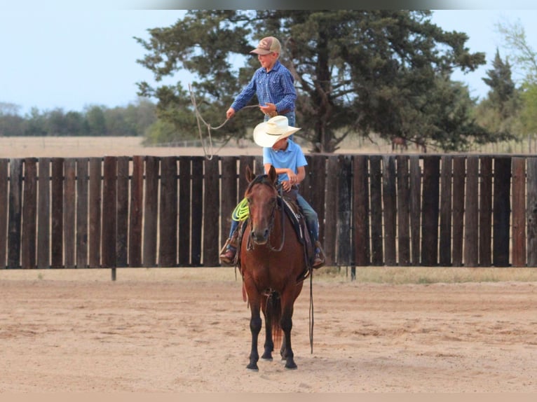 American Quarter Horse Mix Ruin 7 Jaar Roodbruin in De Kalb
