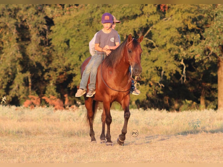 American Quarter Horse Mix Ruin 7 Jaar Roodbruin in De Kalb