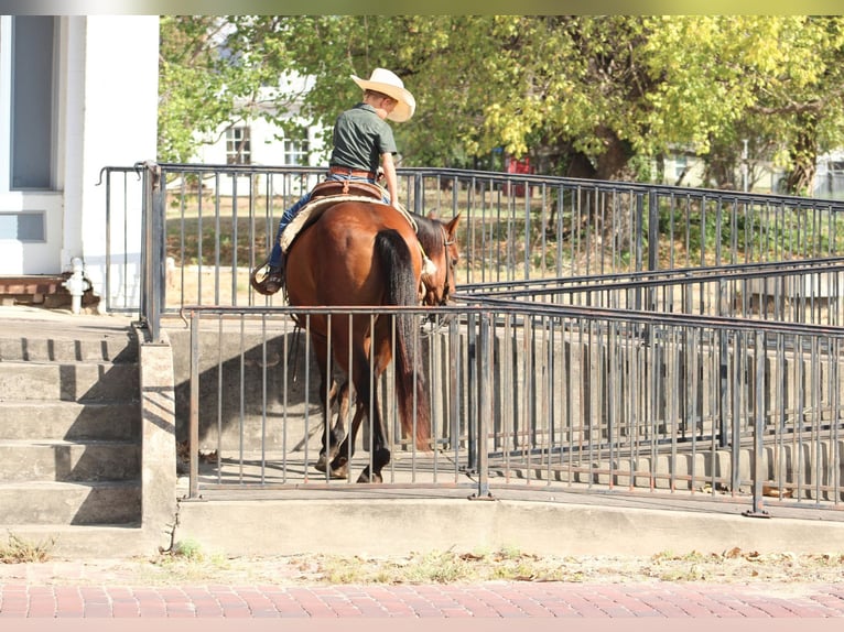 American Quarter Horse Mix Ruin 7 Jaar Roodbruin in De Kalb