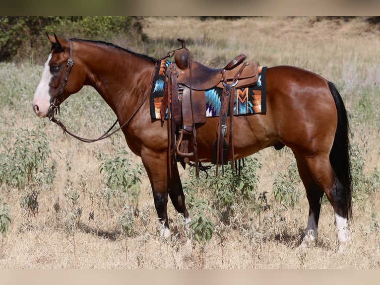 American Quarter Horse Ruin 7 Jaar Roodbruin in Mineral Wells