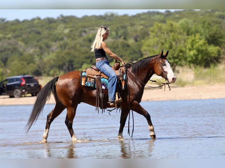 American Quarter Horse Ruin 7 Jaar Roodbruin in Mineral Wells