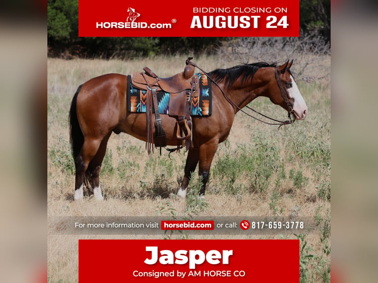 American Quarter Horse Ruin 7 Jaar Roodbruin in Mineral Wells