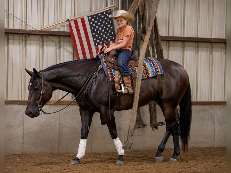 American Quarter Horse Ruin 7 Jaar Roodbruin in Sedalia