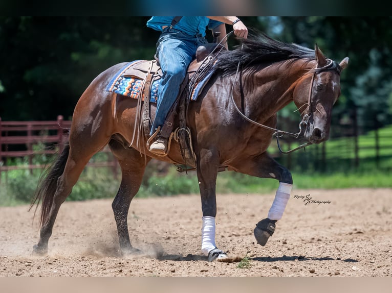 American Quarter Horse Ruin 7 Jaar Roodbruin in Sedalia