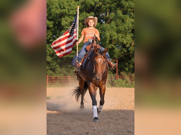 American Quarter Horse Ruin 7 Jaar Roodbruin in Sedalia