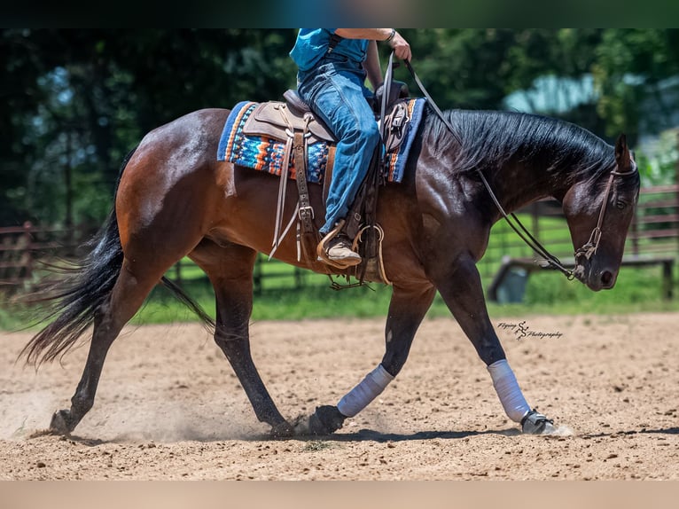 American Quarter Horse Ruin 7 Jaar Roodbruin in Sedalia