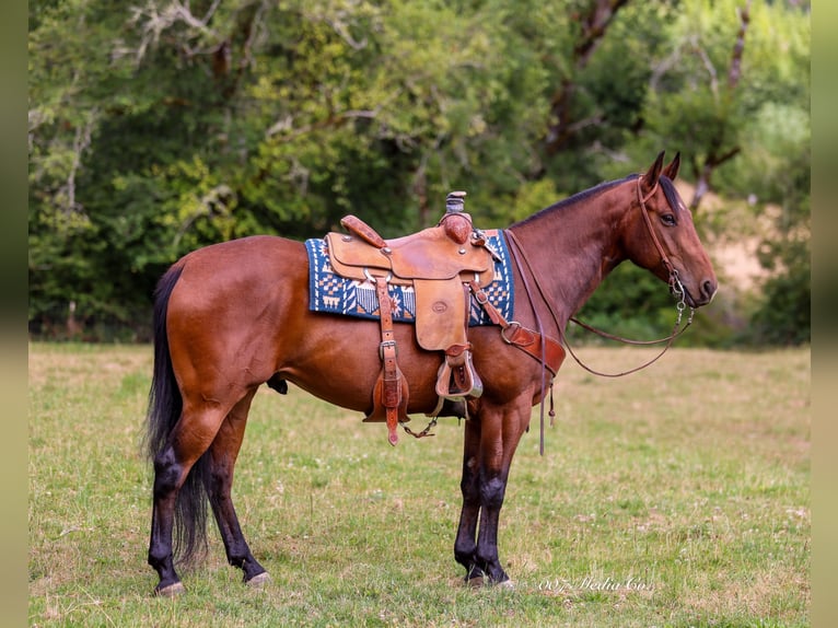 American Quarter Horse Ruin 7 Jaar Roodbruin in Swisshome