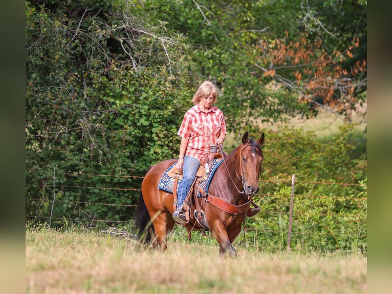 American Quarter Horse Ruin 7 Jaar Roodbruin in Swisshome