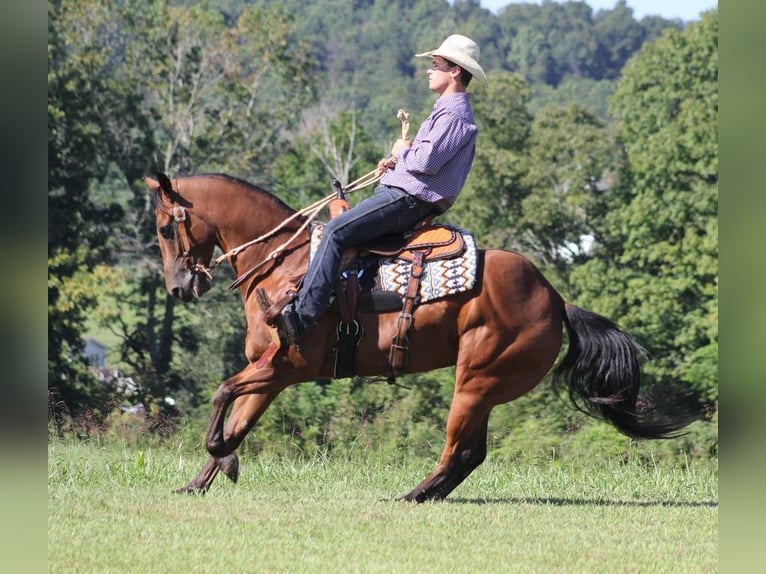 American Quarter Horse Ruin 7 Jaar Roodbruin in Somerset KY