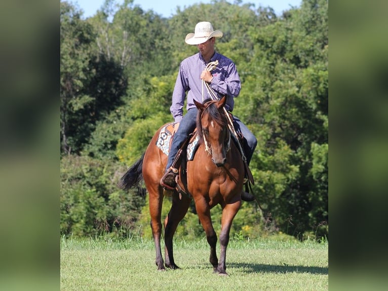 American Quarter Horse Ruin 7 Jaar Roodbruin in Somerset KY