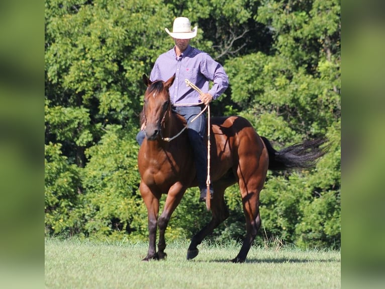 American Quarter Horse Ruin 7 Jaar Roodbruin in Somerset KY